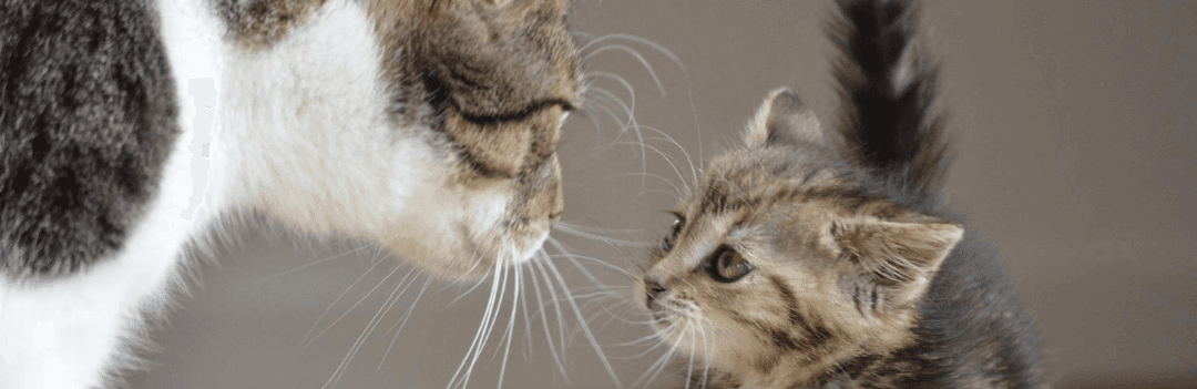 Choisir un chaton ou un chat adulte ?