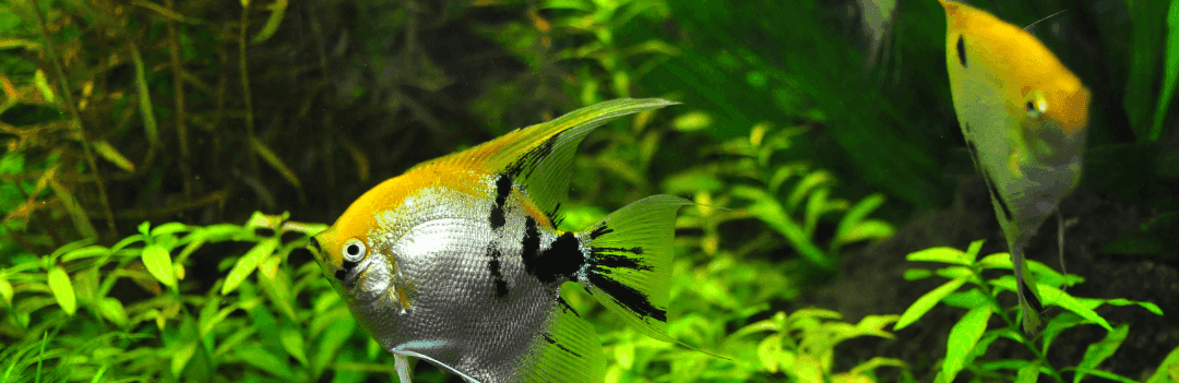 La reproduction des poissons