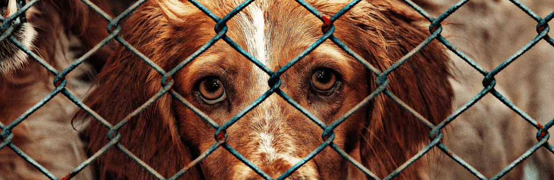 Adopter un chien dans un refuge