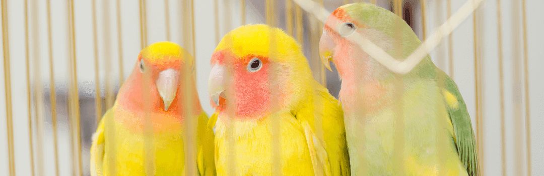 Emplacement de la cage de votre oiseau