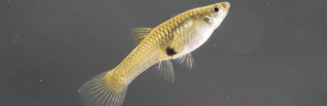 Guppy Endler