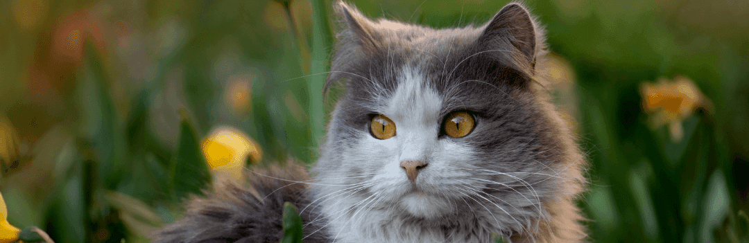 J’ai perdu mon chat : comment le retrouver ?