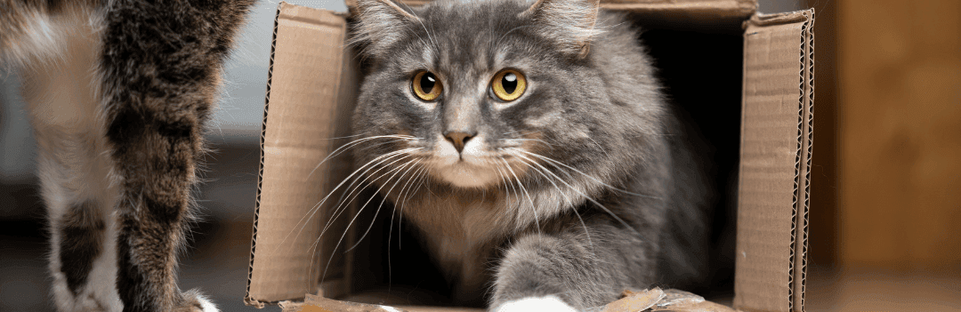 Déménager quand on a un chat