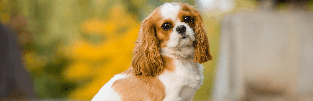 Guide complet sur le Cavalier King Charles : caractère, santé et alimentation