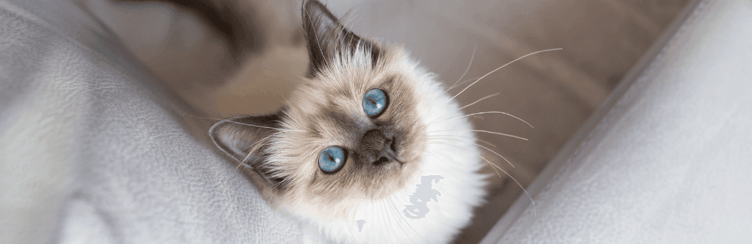 Le Sacré de Birmanie