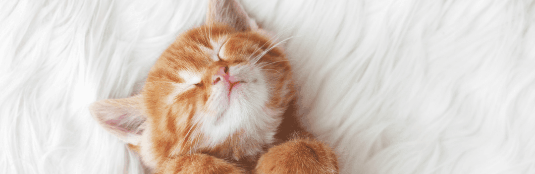 Arrivée du chaton : comment le rendre heureux