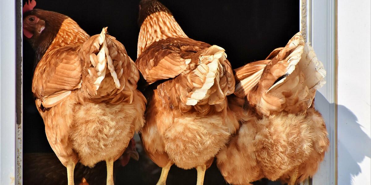 Comment se débarrasser des poux de poules définitivement ?