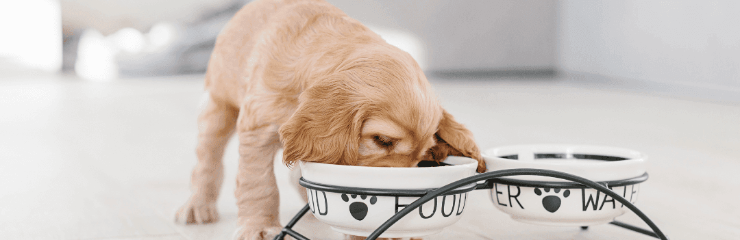 Quand faut-il commencer à donner des croquettes à un chiot ?