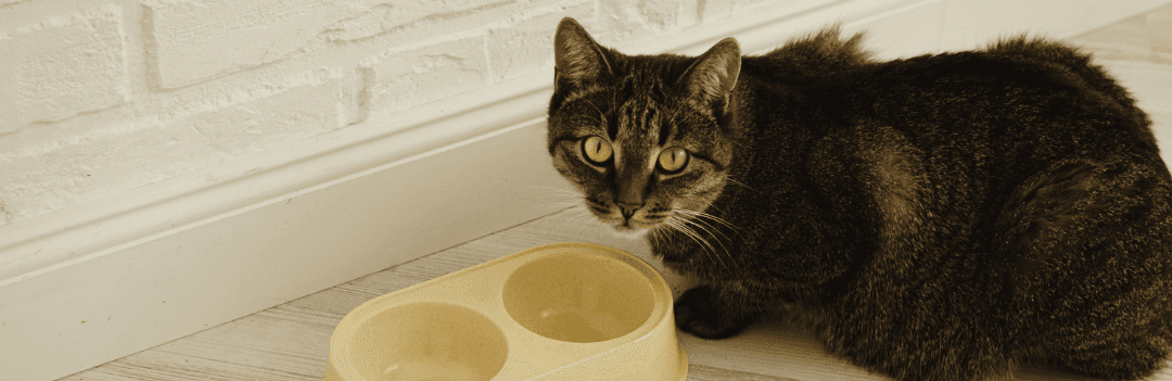 Quelle quantité de croquettes pour un chat adulte ?