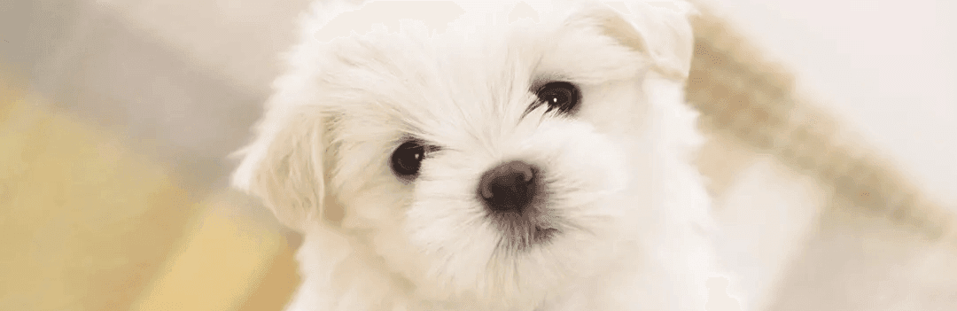 Quand acheter un chien ?