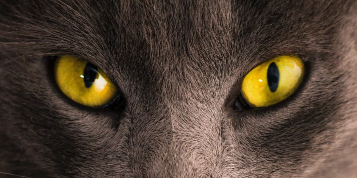 Tout Savoir Sur La Conjonctivite Du Chat Tout Savoir Sur La Conjonctivite Du Chat