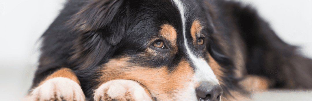 Des noms pour votre chien : 2014, année du « J »