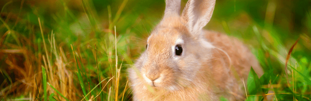 Les aliments toxiques du lapin