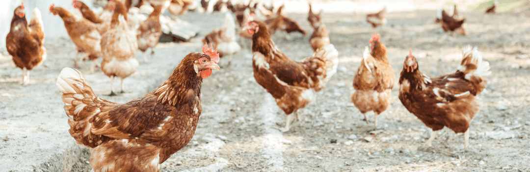 Vermifuge pour poule