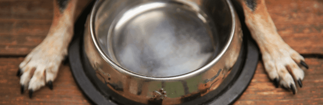 Alimentation chien - Les aliments dangereux pour votre chien