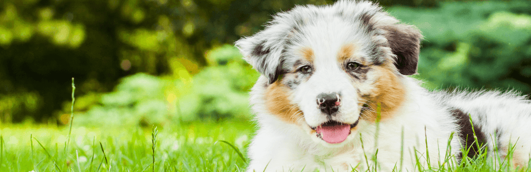 Comment choisir des croquettes pour chiot ?