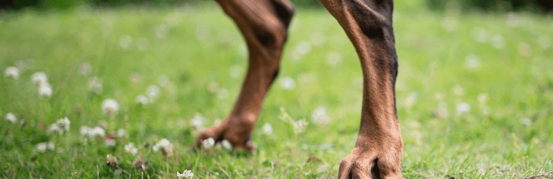 Comment renforcer les pattes arrière d'un chien ?