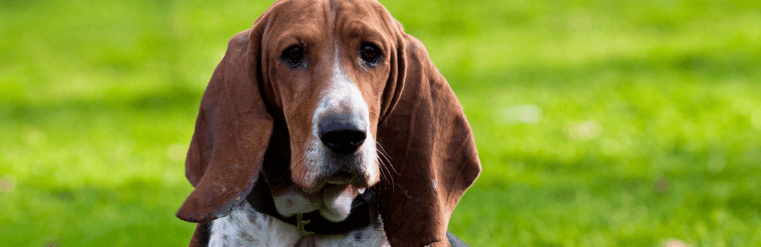 Le drever ou basset suédois