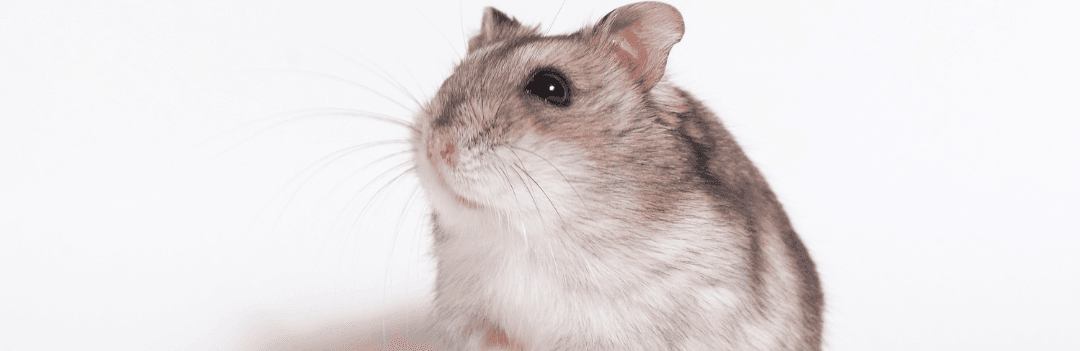 Le Hamster