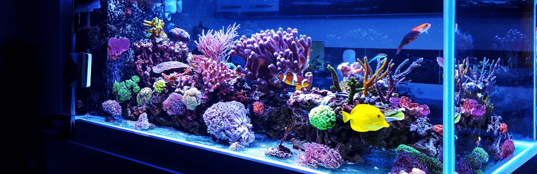 Installation de votre aquarium