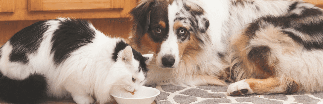 Un chiot peut-il manger les croquettes du chat ?