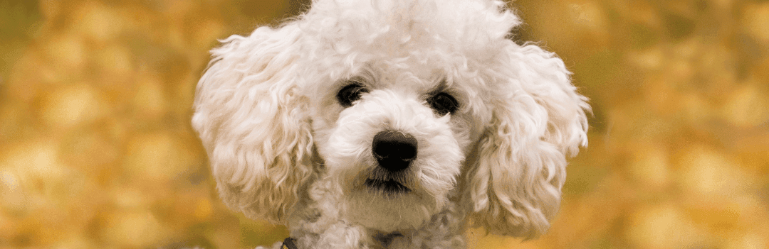 Le caniche tout savoir : origines, caractère et besoins au quotidien