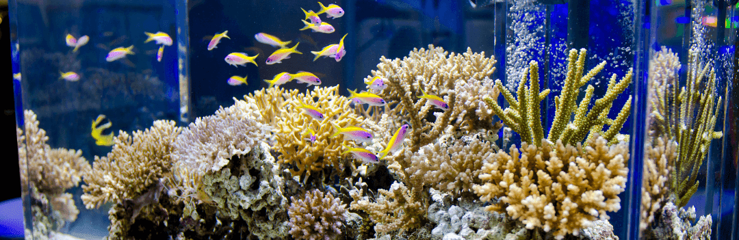 Calcul du litrage d'un aquarium