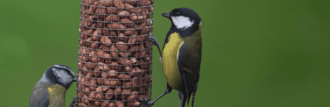 Aménager son jardin pour les oiseaux ?