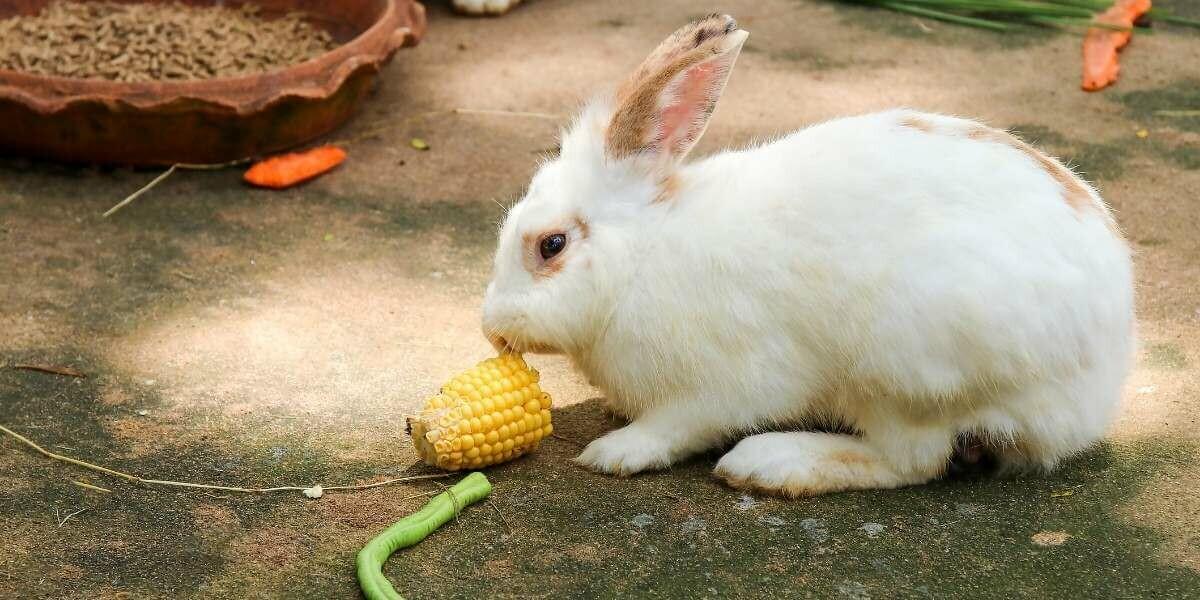 Combien de temps un lapin peut rester sans manger ?