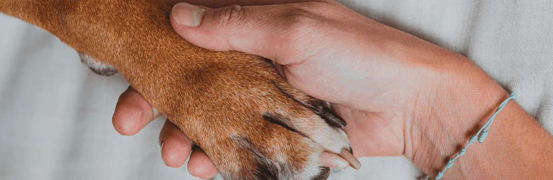 Questions à se poser avant d’adopter un chien