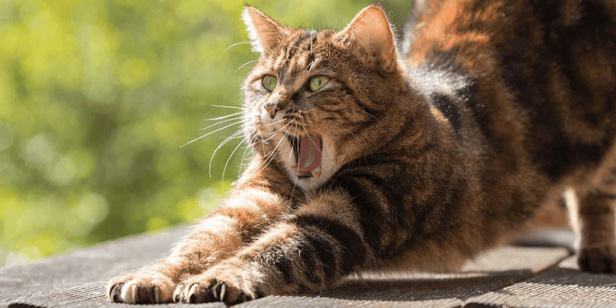 Tout Savoir Sur Le Vomissement Du Chat Et Comment Reagir La Ferme Des Animaux Tout Savoir Sur Le Vomissement Du Chat Et Comment Reagir La Ferme Des Animaux
