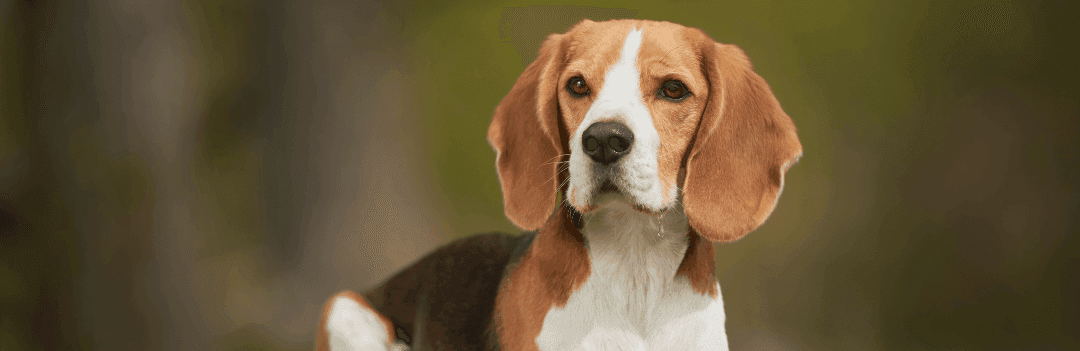 Beagle : caractère, éducation et santé
