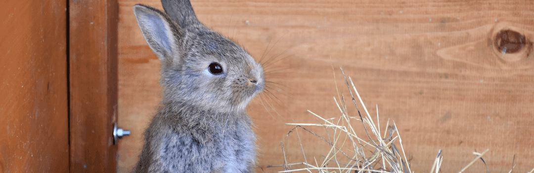 Parasites externes des rongeurs et lapins