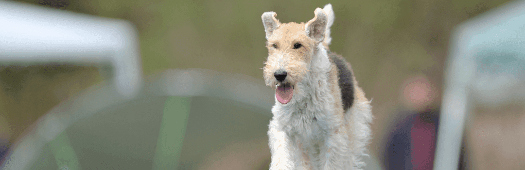 Le Fox Terrier à poil dur