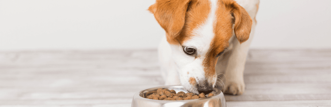 Comment choisir les croquettes pour mon chien ?