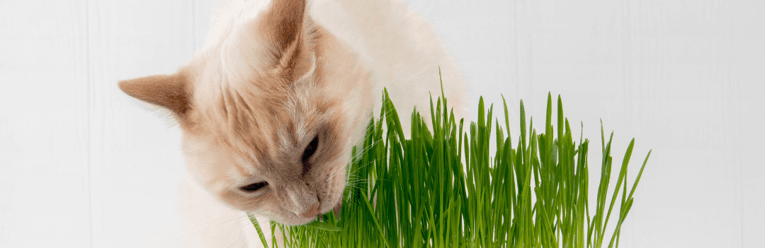 Quel est l’effet de l’herbe à chat ?