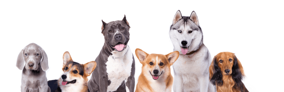 Les groupes de races de chien