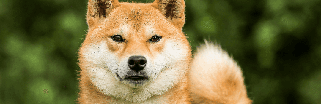 Le Shiba Inu