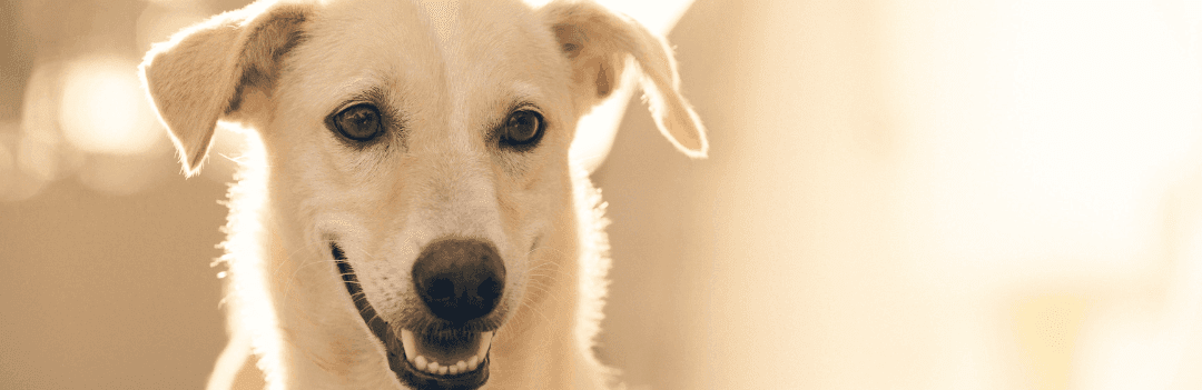 Quelle croquette pour faire grossir son chien ?