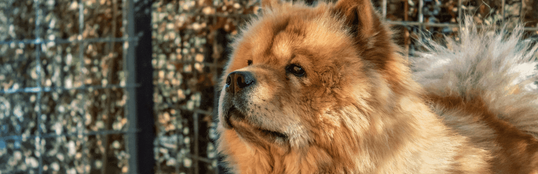 L'Eurasier ou Loup Chow