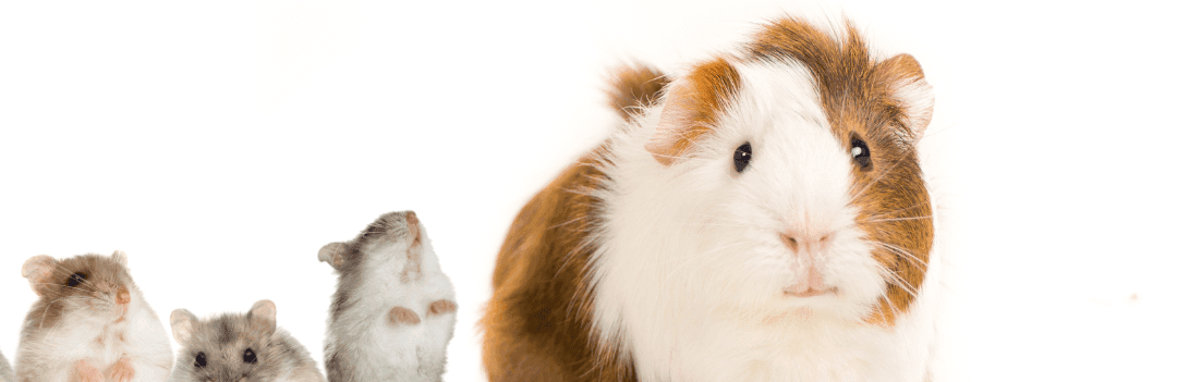 Hamster ou cochon d’inde ?