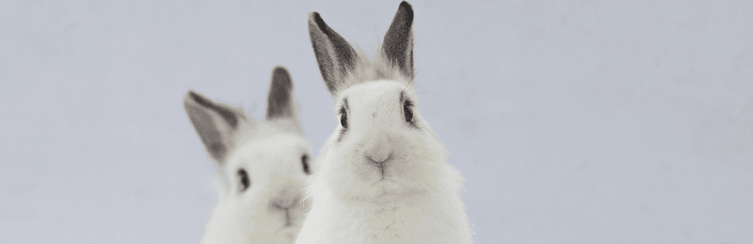 Comment jouer avec son lapin ?