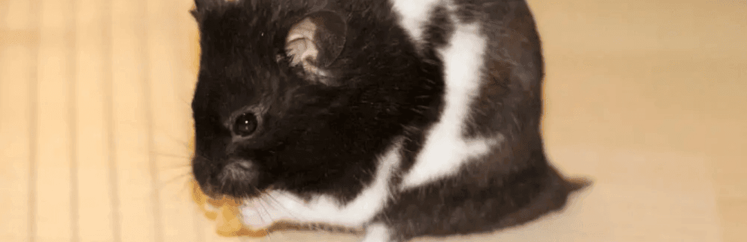 Hamster Panda