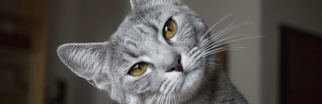 Puce électronique ou transpondeur pour votre chat ?