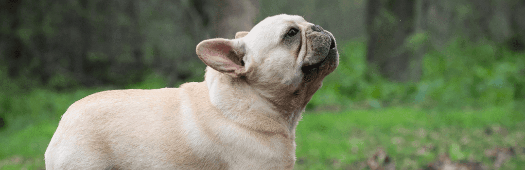 Le Bouledogue Français