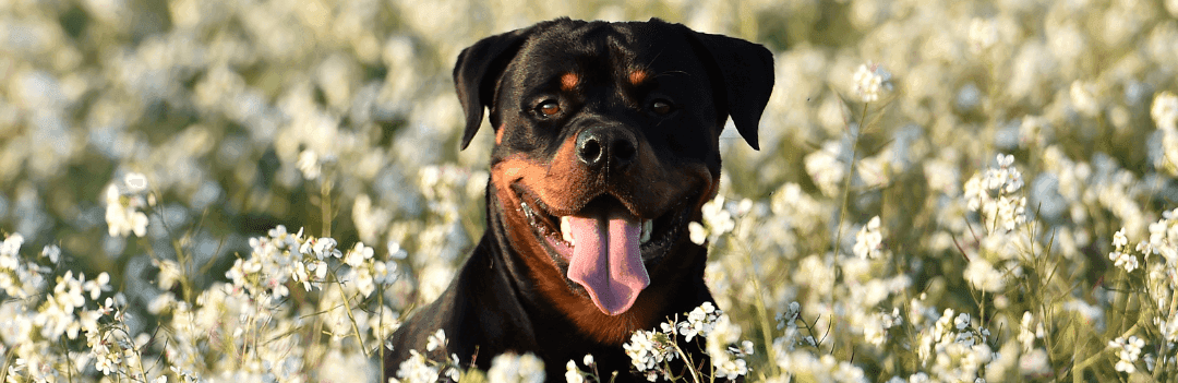 Le Rottweiler