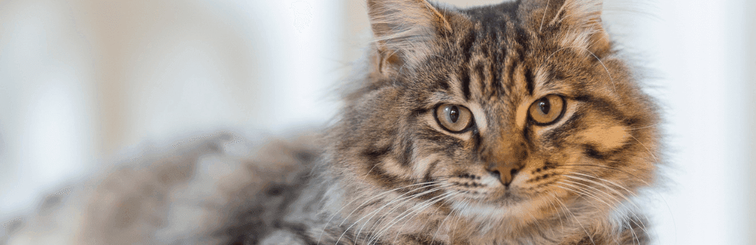 Questions à se poser avant d’adopter un chat ?