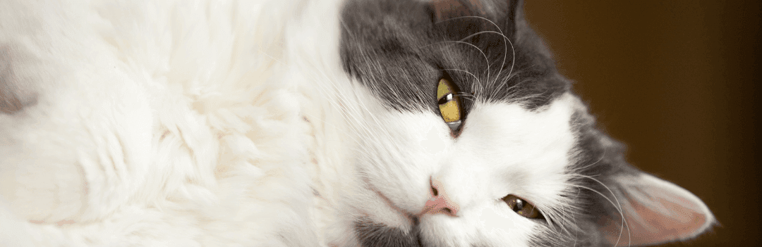 Terre de diatomée pour chat