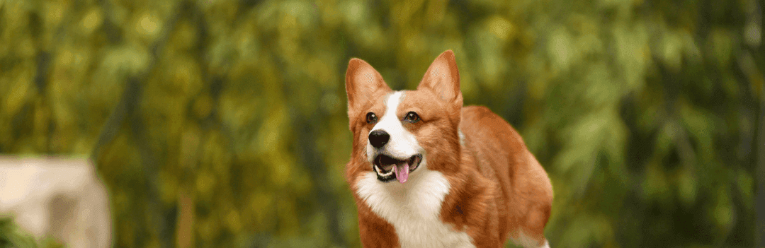 Puce électronique ou transpondeur pour votre chien ?