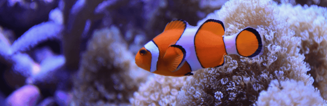 Poissons d’eau de mer : Le poisson clown